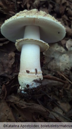 Amanita franchetii