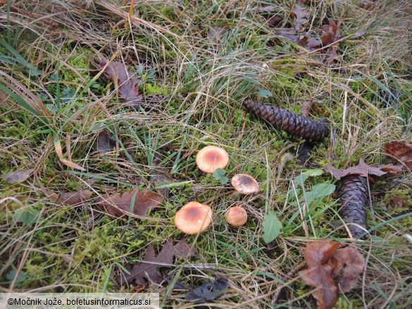 Hygrophorus discoideus