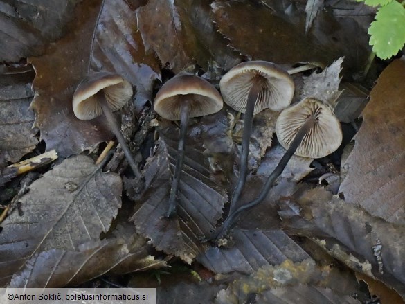 Macrocystidia cucumis