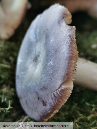 Russula grisea