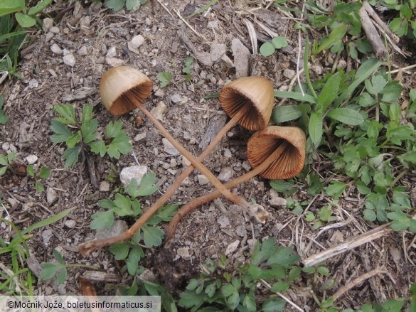 Conocybe rickeniana