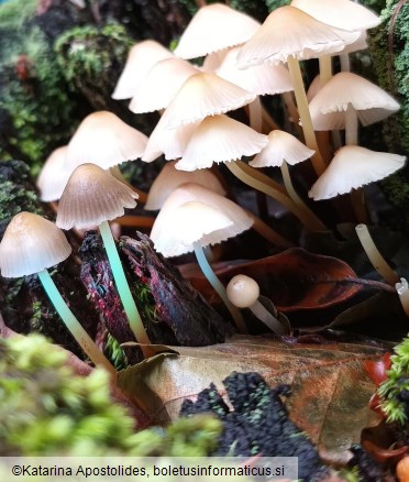 Mycena inclinata