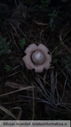 Geastrum fimbriatum