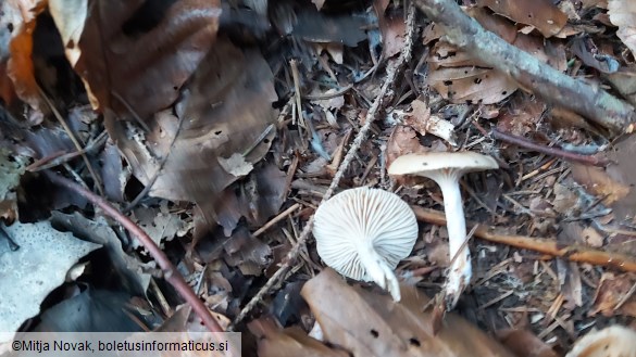 Hygrophorus discoideus