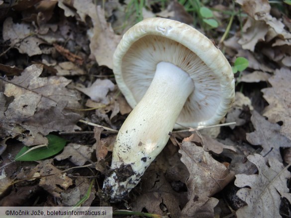 Tricholoma acerbum