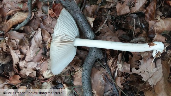 Megacollybia platyphylla