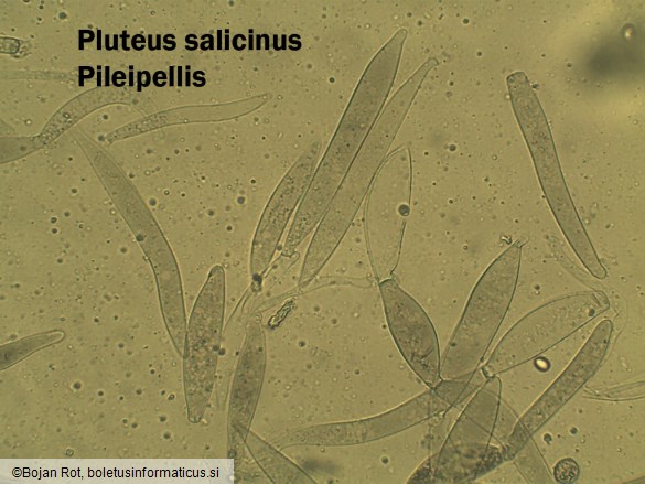 Pluteus salicinus