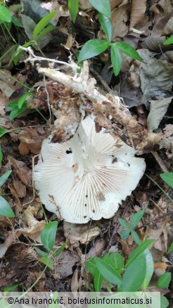 Megacollybia platyphylla