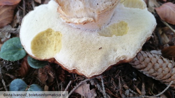 Boletus edulis