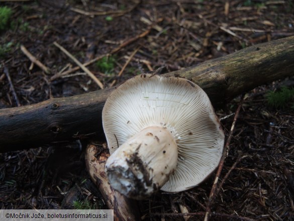 Lactarius trivialis