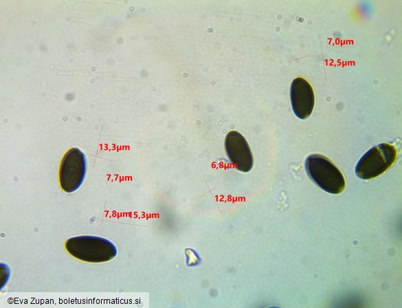 Tulosesus congregatus