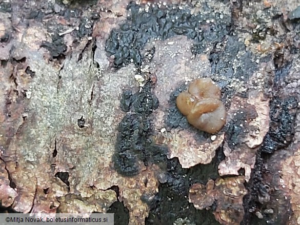 Adelphella babingtonii