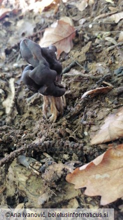 Helvella lacunosa