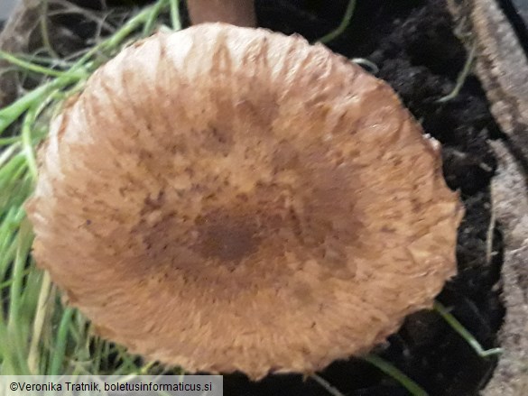 Tricholoma vaccinum