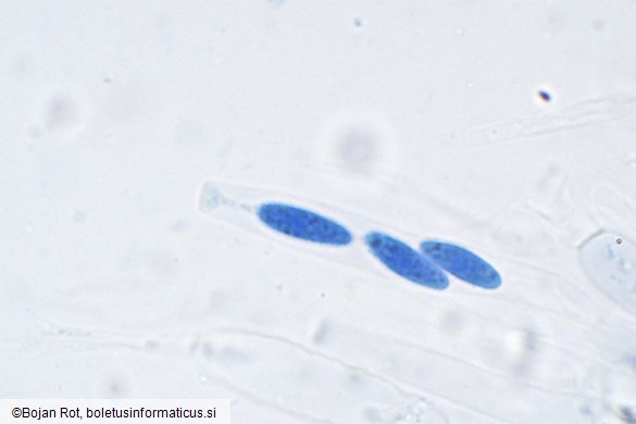 Neonectria punicea