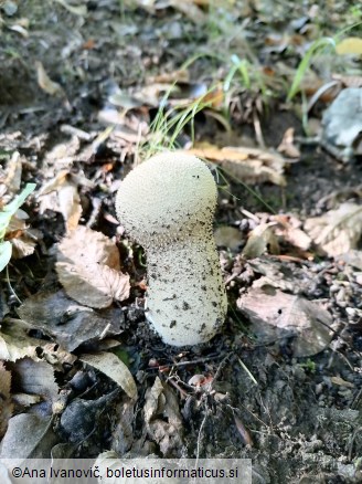 Lycoperdon perlatum