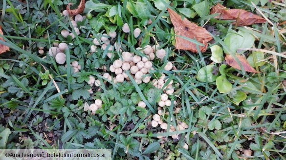 Coprinellus disseminatus