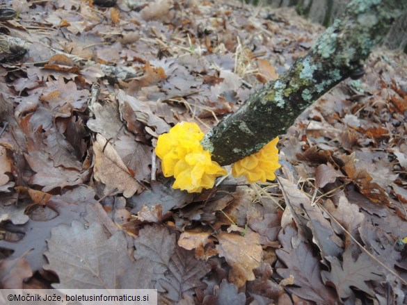 Tremella mesenterica