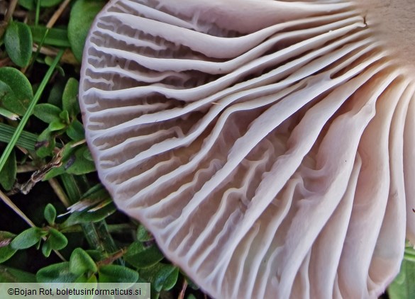 Cuphophyllus canescens