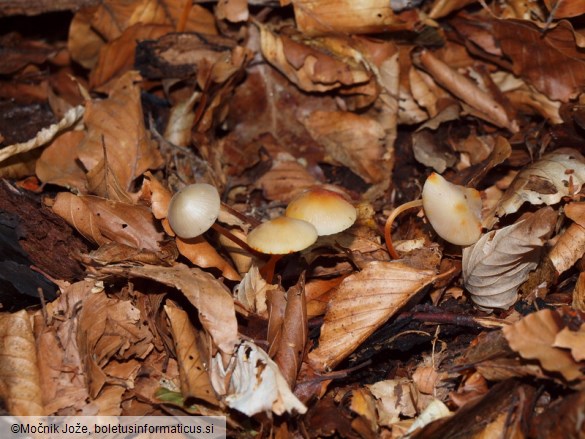 Mycena crocata