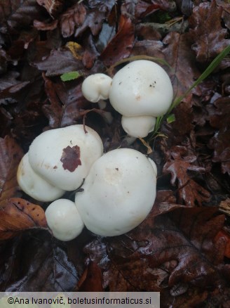 Hygrophorus eburneus