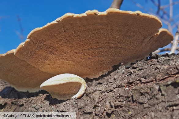 Trametes hirsuta