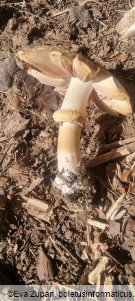 Agaricus xanthodermus var. lepiotoides