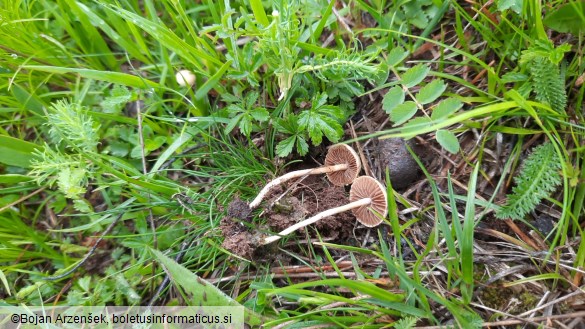 Agrocybe pediades