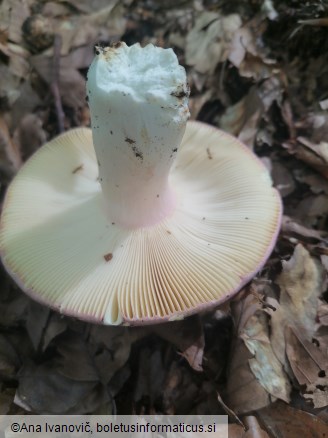 Russula olivacea