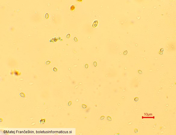 Cystodermella cinnabarina