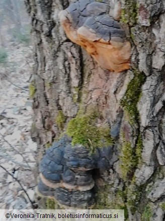 Fomitiporia robusta