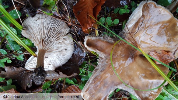 Melanoleuca grammopodia