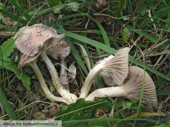 Hygrocybe radiata