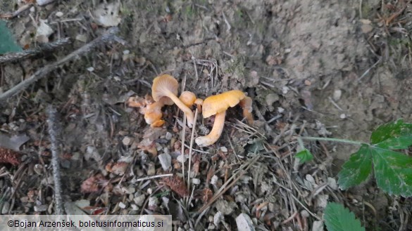 Cantharellus friesii