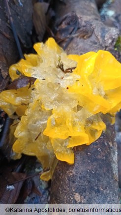 Tremella mesenterica