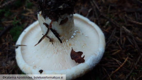 Lactarius vellereus