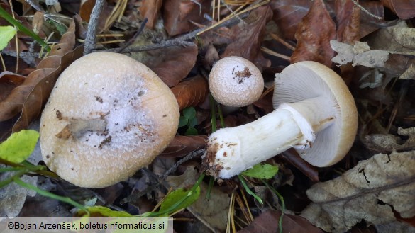 Cortinarius caperatus