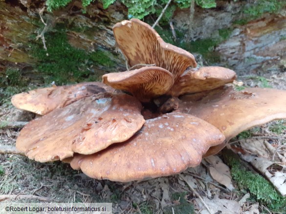 Paxillus atrotomentosus