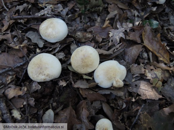 Tricholoma lascivum