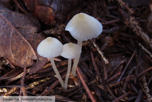 Atheniella flavoalba