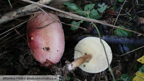 Tricholomopsis rutilans