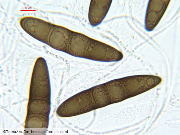 Massaria conspurcata