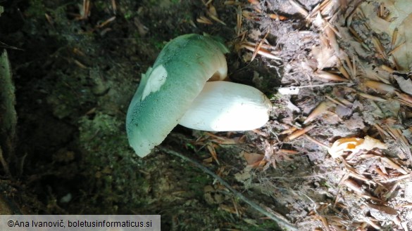 Russula virescens