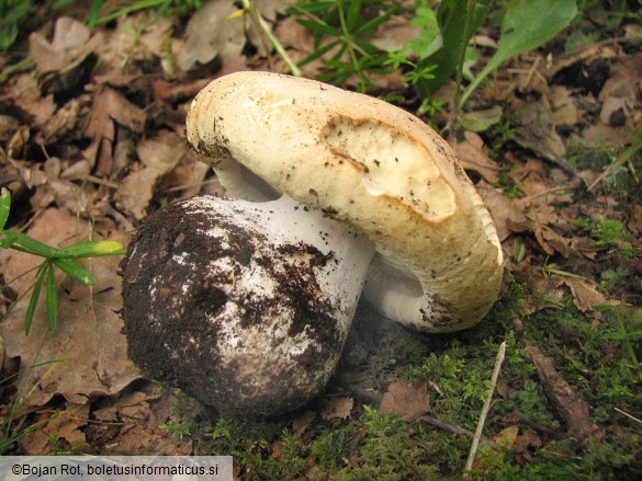 Leucopaxillus tricolor