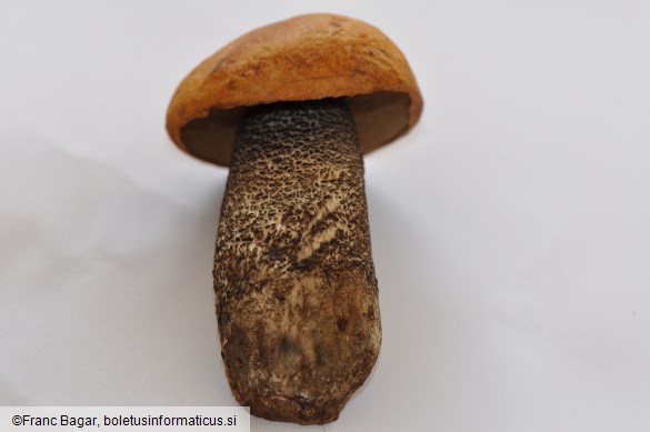 Leccinum versipelle