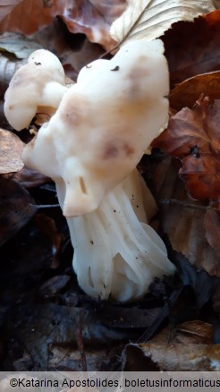 Helvella crispa