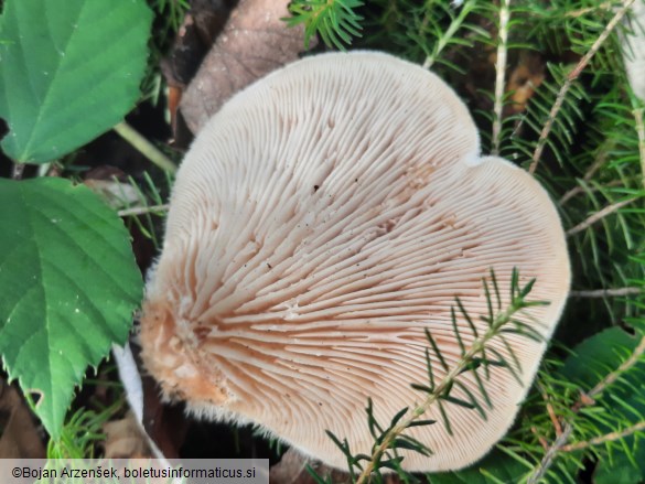 Lignomyces vetlinianus