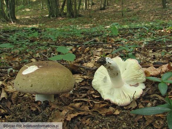 Russula olivacea