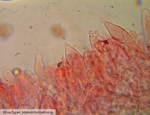 Pluteus variabilicolor