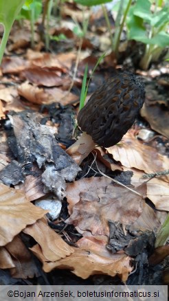 Morchella conica